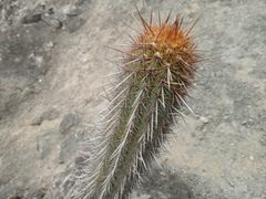 Haageocereus acranthus