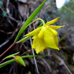 Calochortus amabilis
