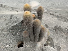 Haageocereus pseudomelanostele