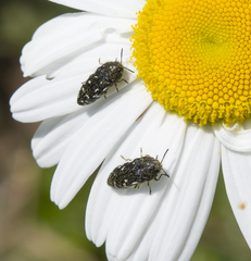 Acmaeodera ornata