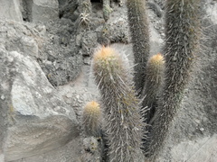 Haageocereus pseudomelanostele