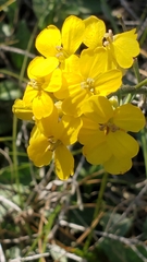 Erysimum suffrutescens