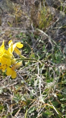 Erysimum suffrutescens
