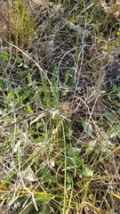 Erysimum suffrutescens