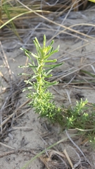 Erigeron blochmaniae
