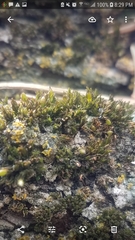 Ulota crispa