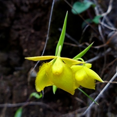 Calochortus amabilis
