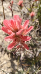 Castilleja affinis contentiosa