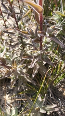 Castilleja affinis contentiosa