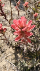Castilleja affinis contentiosa