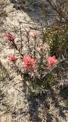 Castilleja affinis contentiosa
