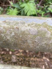 Anoplolepis gracilipes