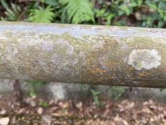 Anoplolepis gracilipes