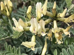 Astragalus sinuatus