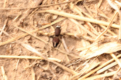 Ephutomorpha albosignata