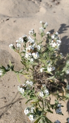 Cryptantha leiocarpa