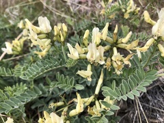 Astragalus sinuatus