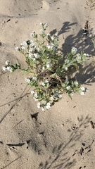 Cryptantha leiocarpa