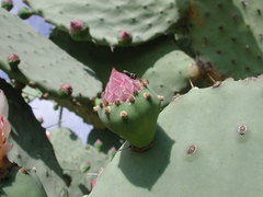 Opuntia excelsa