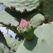 Opuntia excelsa - Photo (c) Ricardo Ayala,  זכויות יוצרים חלקיות (CC BY-NC-SA), הועלה על ידי Ricardo Ayala
