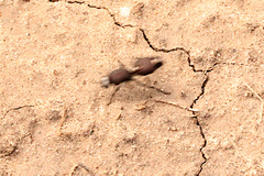 Ephutomorpha albosignata