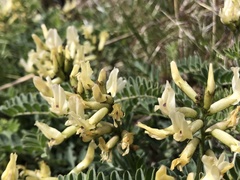 Astragalus sinuatus