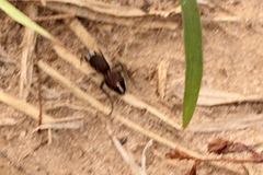 Ephutomorpha albosignata