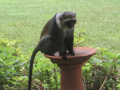 Cercopithecus mitis kolbi
