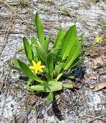 Hypoxis juncea