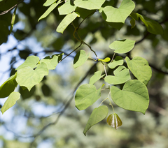 Cercis canadensis