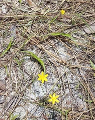 Hypoxis juncea