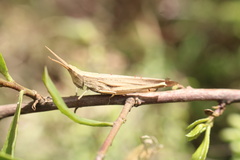 Allotruxalis gracilis