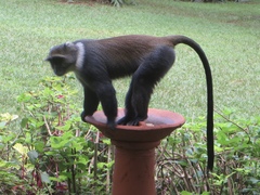 Cercopithecus mitis kolbi