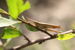 Allotruxalis gracilis