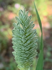 Phalaris canariensis