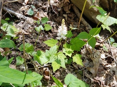 Tiarella nautila