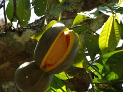 Tabernaemontana donnell-smithii