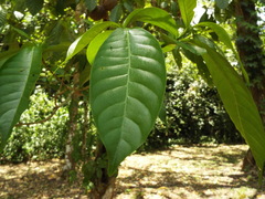 Tabernaemontana donnell-smithii