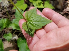 Tiarella nautila