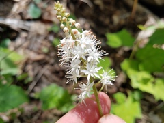 Tiarella nautila