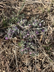 Astragalus tridactylicus