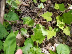 Tiarella nautila