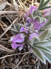 Astragalus tridactylicus