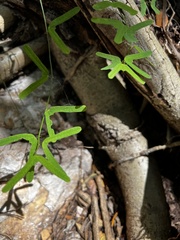 Passiflora perfoliata