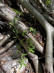 Passiflora perfoliata