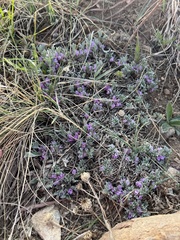 Astragalus tridactylicus