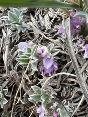 Astragalus tridactylicus