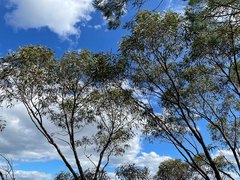 Eucalyptus apothalassica