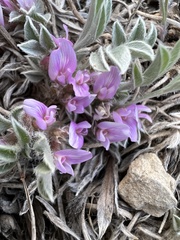 Astragalus tridactylicus