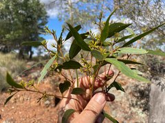 Eucalyptus apothalassica
